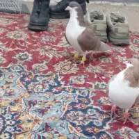 جفت کفتر|پرنده|محمدیه-قزوین, |دیوار