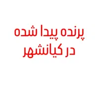 پرنده گمشده