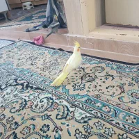 جفت عروس هلندی دستی