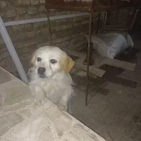 سگ پا کوتاه