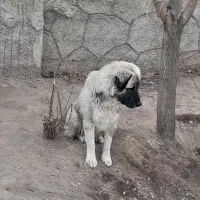 سرابی بوش شرایط دار مفت