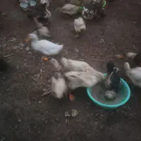 اردک  فوری ارزان قیمت