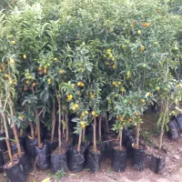 فروش کامکوآت پربار درختچه ای