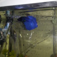 فایتر وارداتی