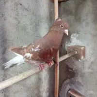 کبوتر دم سفید و کربلایی