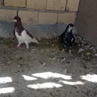 شهری درجه یک|پرنده|شیراز, نیستان|دیوار