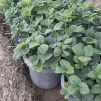 نشا بزرگ توت فرنگی