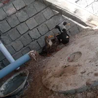 معاوضه با دو تا غاز جوان نوجوان