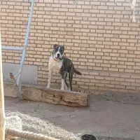 سگ ماده الابای اصیل|سگ|مبارکه, |دیوار