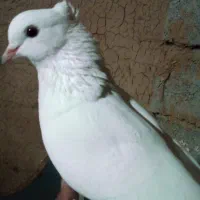 گمشده|حیوانات|اردبیل, |دیوار