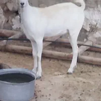 کهره ماده و بز