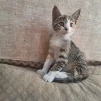 واگذاری ۲ گربه بانمک|گربه|تهران, تهرانویلا|دیوار