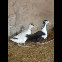 یک عدد مرغ دو عدد خروس دو عدد مرقابی سالم|حیوانات مزرعه|چاپشلو, |دیوار