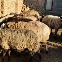 گوسفند بره دار