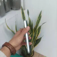 گوشی Red tone E10|موبایل|قم, یخچال قاضی|دیوار