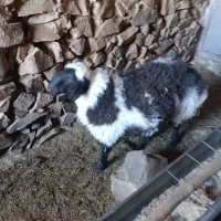 بره نر کیلو ۵۶۰۰۰۰