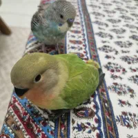 جوجه برزیلی تازه دونخور فول دستی