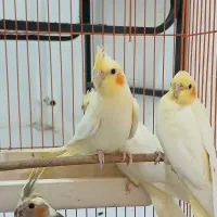 ۴ عدد عروس هلندی لوتینو طوطی به همراه قفس|پرنده|تهران, کوی بیمه|دیوار