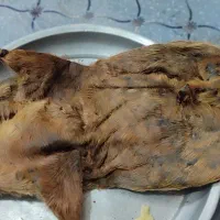 هیزه جاروغن|ظروف نگهدارنده، پلاستیکی، یک‌بارمصرف|بروجرد, |دیوار