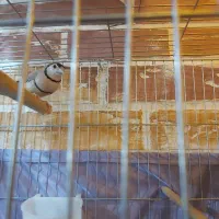 فنچ جغدی و گلدین نر