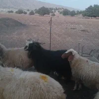 یک عدد سورین درجه یک|حیوانات مزرعه|بدره, |دیوار