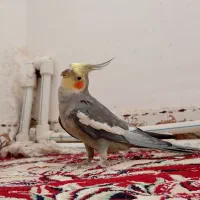 عروس هلندی نر سخنگو