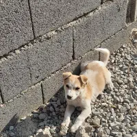 توله سگ پاکوتاه|سگ|پاکدشت, پاکدشت (مامازند)|دیوار