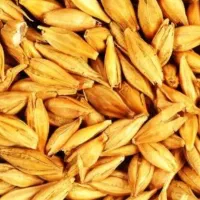 جو خارجی|عمده‌فروشی|قم, قلعه کامکار|دیوار