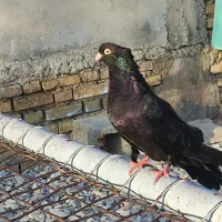 کبوتر|پرنده|ایذه, |دیوار