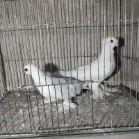 کبوتر قرمز گوز ارکه میز کاکل مایا ساده