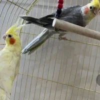 عروس هلندی