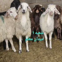 بره کشتاری تحویل در محل زنده