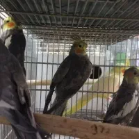 تخفیف ویژه انواع پرنده زینتی|پرنده|هشتگرد, هیو|دیوار