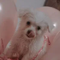 سگ پا کوتاه ناز|سگ|قدس, شهرقدس|دیوار