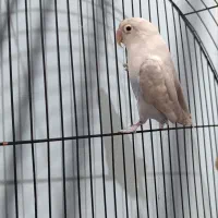 مرغ عشق پروانه ای دست اموز و کتوله|پرنده|کرمان, |دیوار