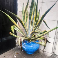 گل آگاو بزرگ