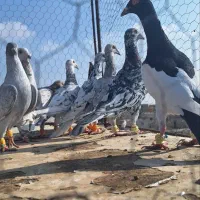 کفتر پرشی همه نر