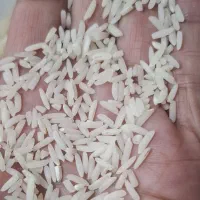 برنج هاشمی درجه یک پره سر ازمزرعه خودم