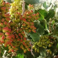 خوراک دام.برگ وخوشه پسته