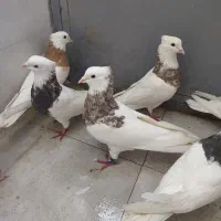 هفت عدد طوقی درجه یک|پرنده|کرمانشاه, |دیوار