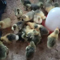 غاز اردک جوجه|حیوانات مزرعه|تربت‌حیدریه, ترمینال|دیوار