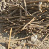 بیست تن چوب
