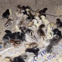 جوجه|حیوانات مزرعه|سوق, |دیوار