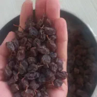 شیره انگور وکشمش درجه ۱|خوردنی و آشامیدنی|خرمدره, |دیوار