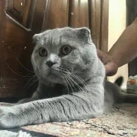 اسکاتیش اصیل فولد بلو نر جهت جفتیابیو جفتگیری