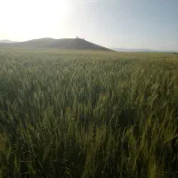 فروش دوهکتارزمین دیم باکلانی کوزران سندتکبرگ