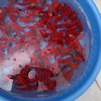 ماهی|ماهی|یزد, |دیوار