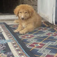 سگ خونگی