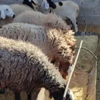 میش افشار و مغانی هترو ابستن دوقولوزا ۴راس|حیوانات مزرعه|کرمان, |دیوار