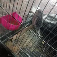 عروس نر وایت